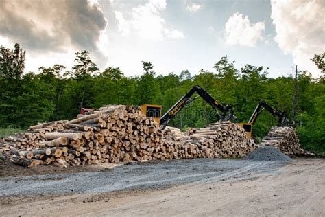 timber tracking mountain forest